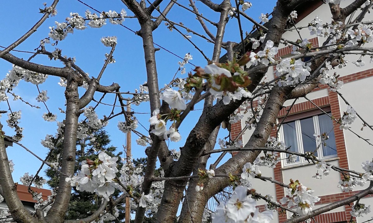 Albiolo Apartment | Close to Como and Switzerland, quiet apartment in villa with private garden