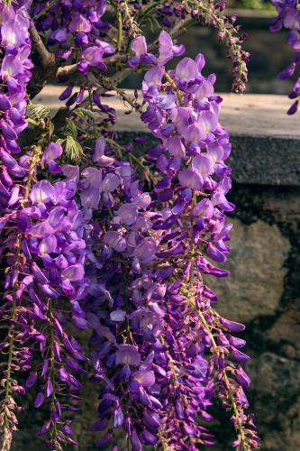 Cazzago San Martino Bed & Breakfast | il Glicine B&B RISTORANTE