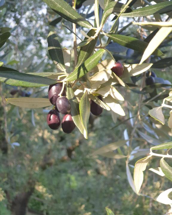 Siviano House | L' Oliva Nera
