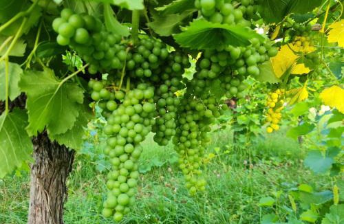 Cunettone-villa House | Cascina Monte Tivino