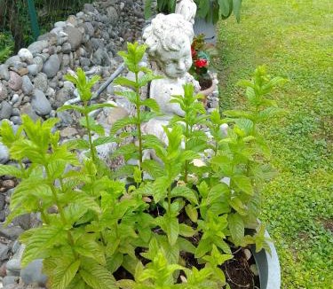 Pisogne House | Doris' home
