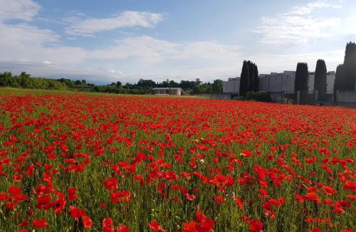 Pieve Vecchia Apartment | san felice