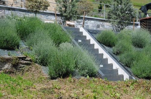 Consiglio di Rumo House | THE LAVENDER HOUSE