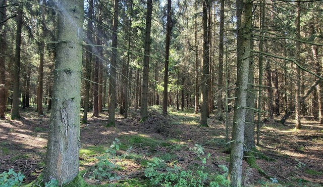 Ferienwohnung am Steinwald Radweg