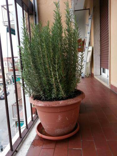 Photo of Others in Vigevano