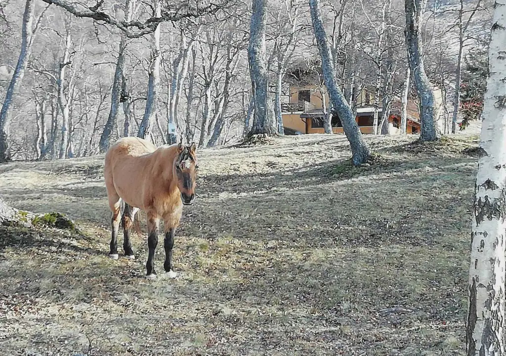 Photo of Others in Pian delle Betulle