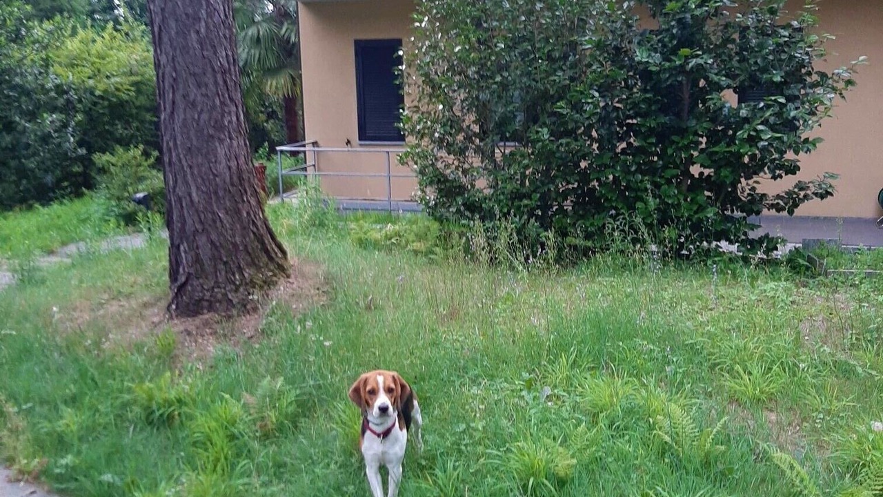 Photo of Others in Montegrino Valtravaglia
