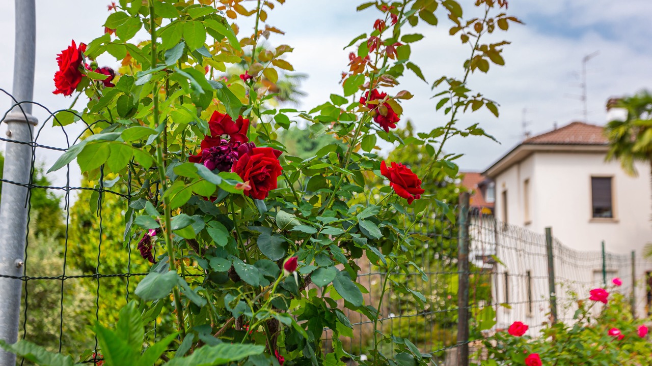 Photo of Outdoor in Gallarate