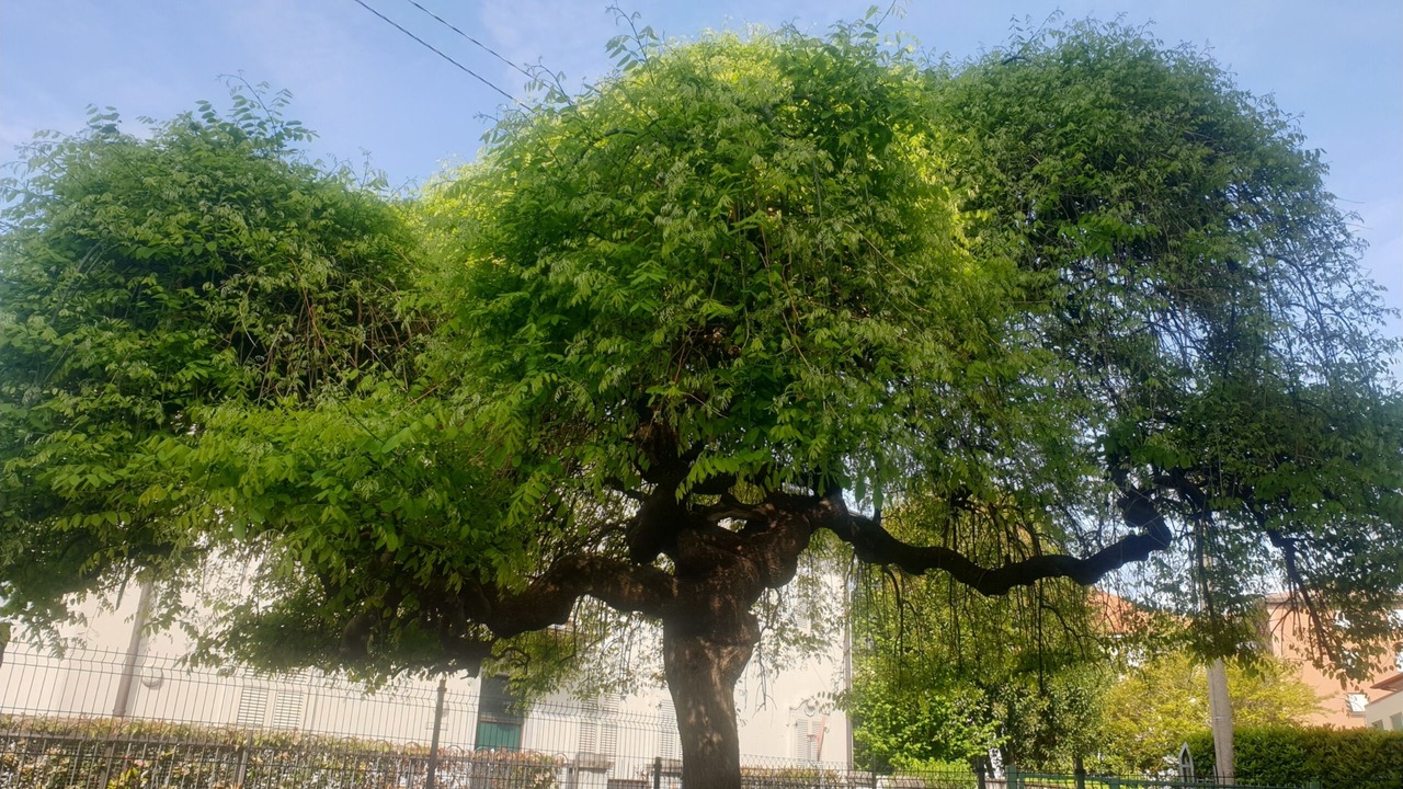 Photo of Outdoor in Albate