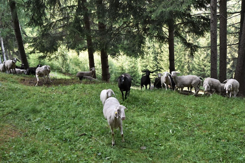 Photo of Others in Valdidentro