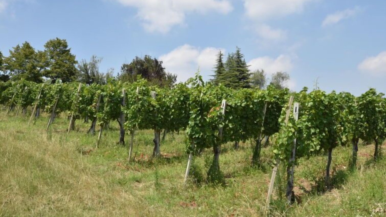 Photo of Outdoor in Castana