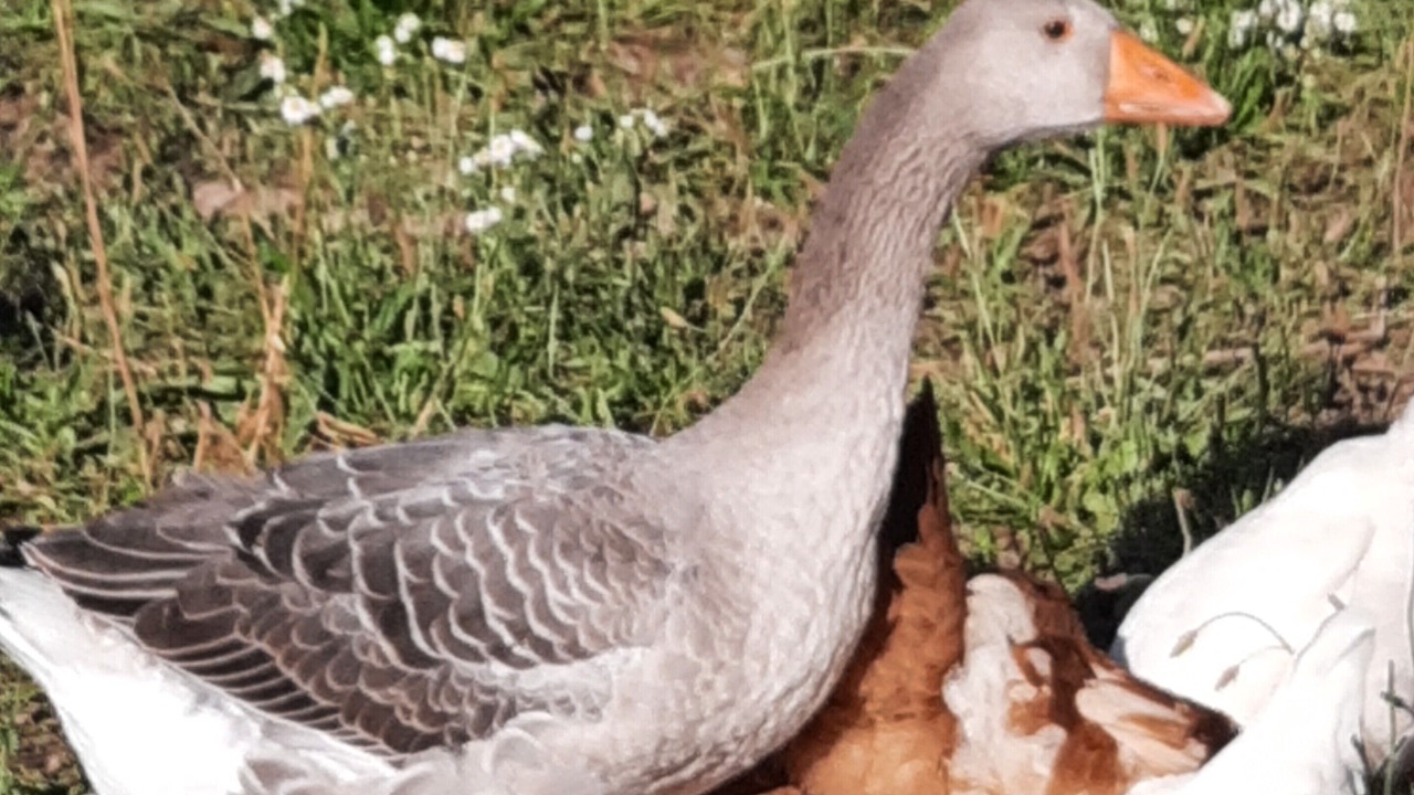 Photo of Outdoor in Monzambano