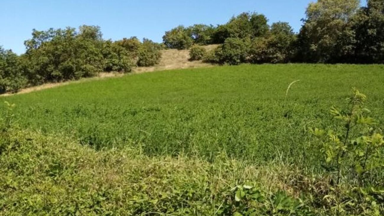Photo of Others in Monzambano