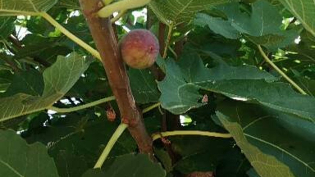 Photo of Outdoor in Monzambano