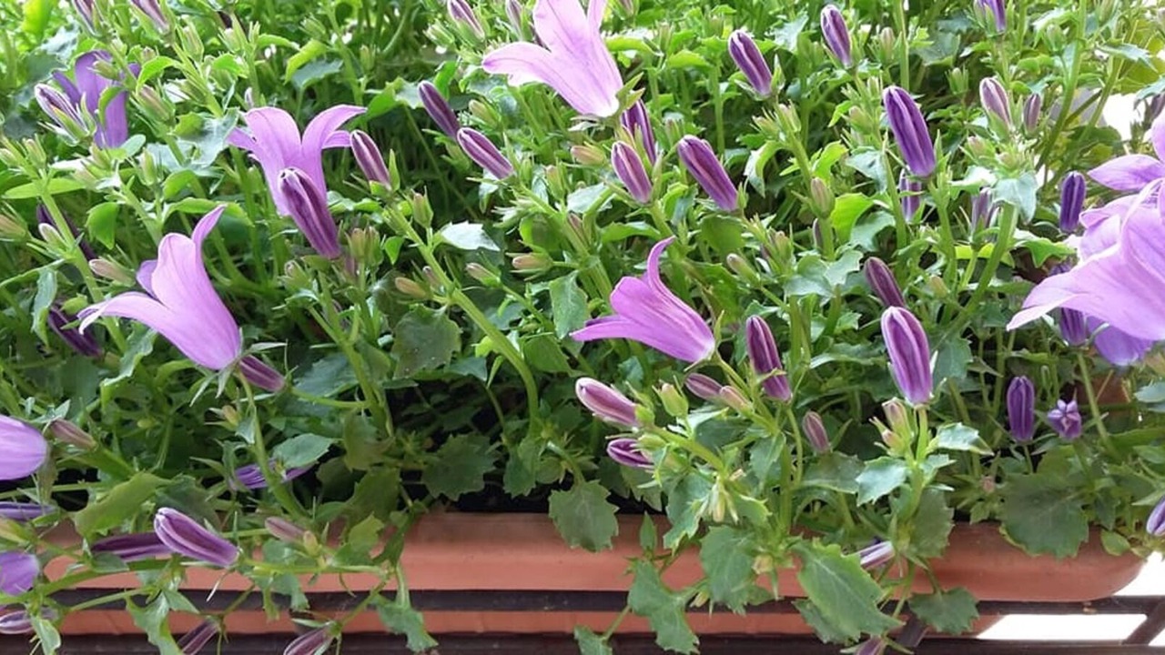 Photo of Outdoor in Monzambano