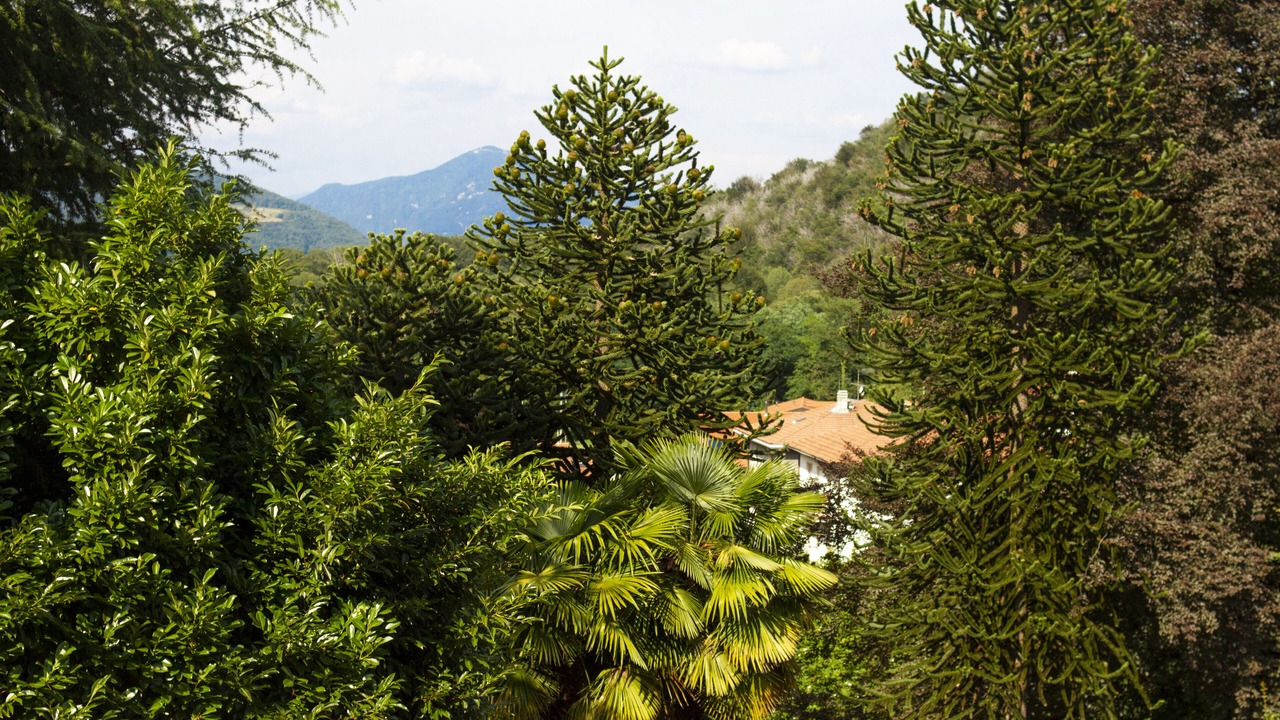 Photo of Outdoor in Cavagnano