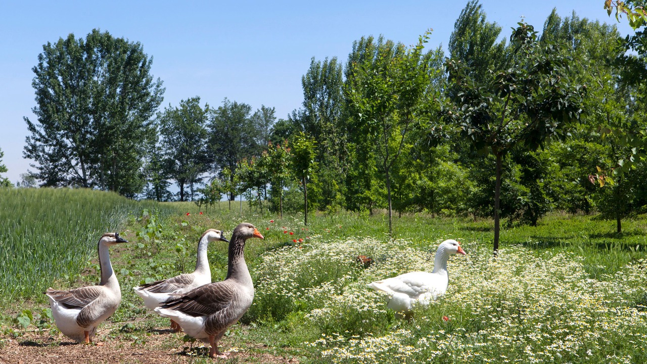 Photo of Outdoor in Sarginesco