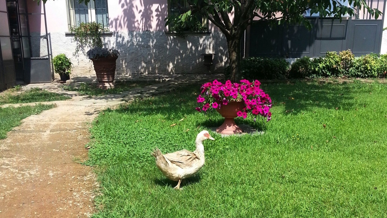 Photo of Outdoor in Pregnana Milanese