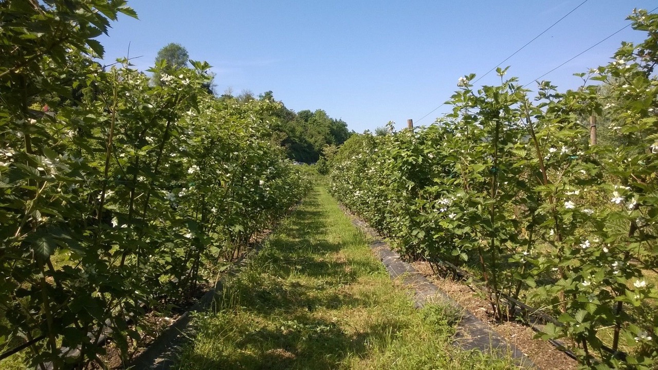 Photo of Outdoor in Paratico
