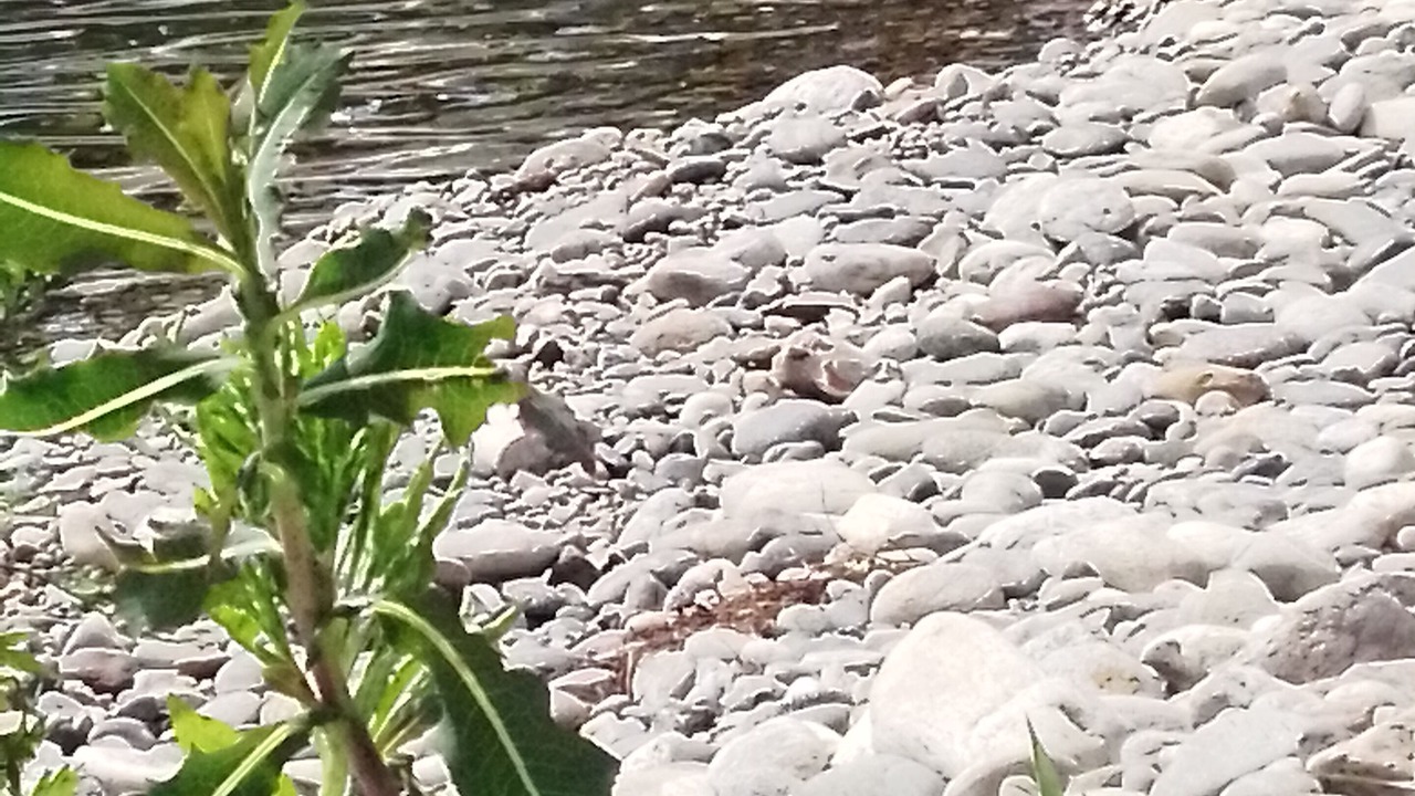 Photo of Others in Castano Primo