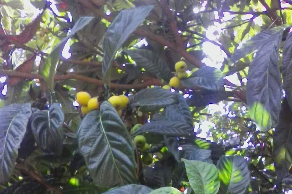 Photo of Outdoor in Gaggiolo