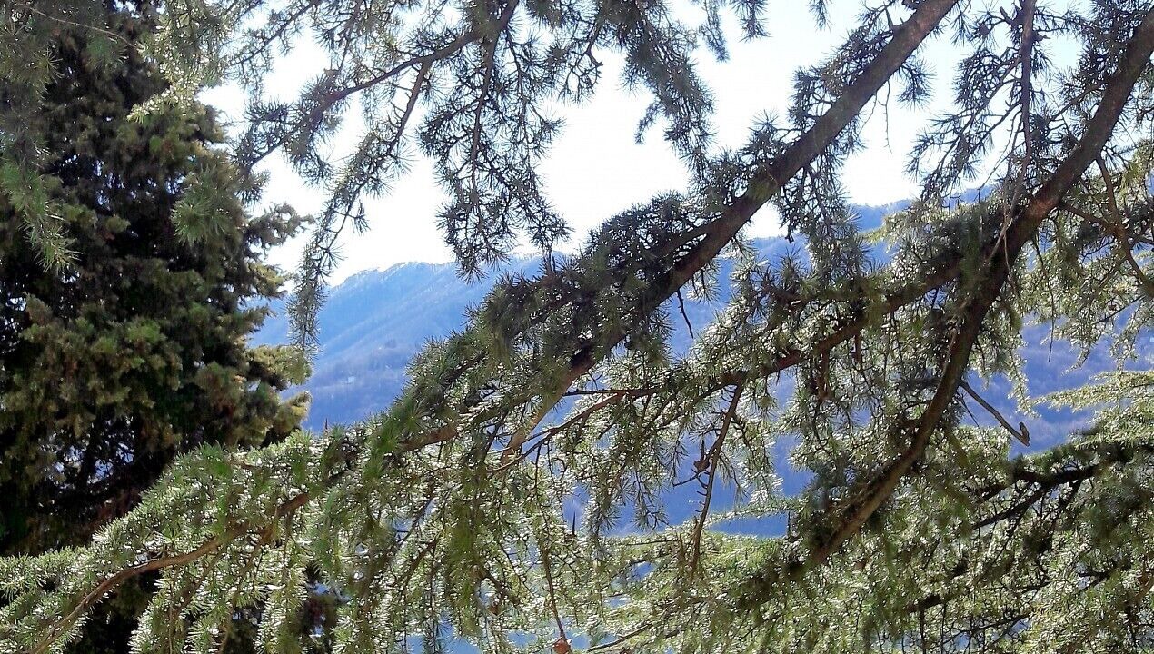 Photo of Outdoor in Moltrasio