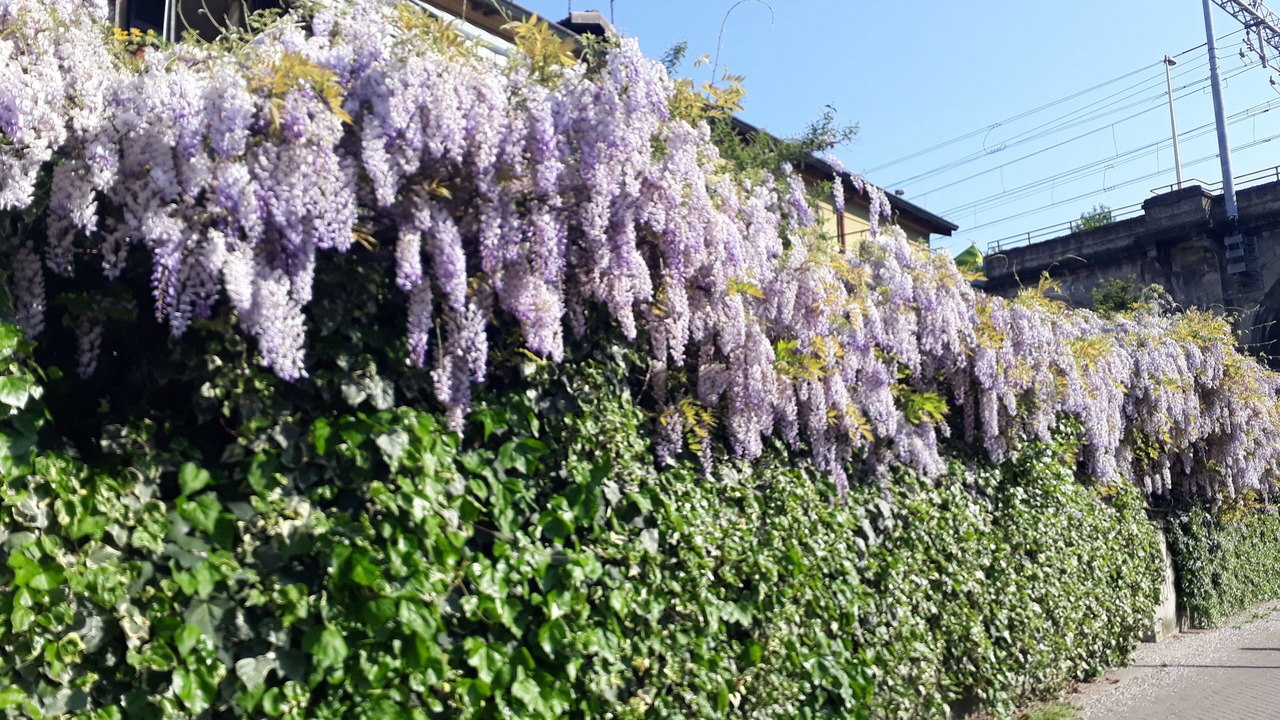 Photo of Outdoor in Precotto