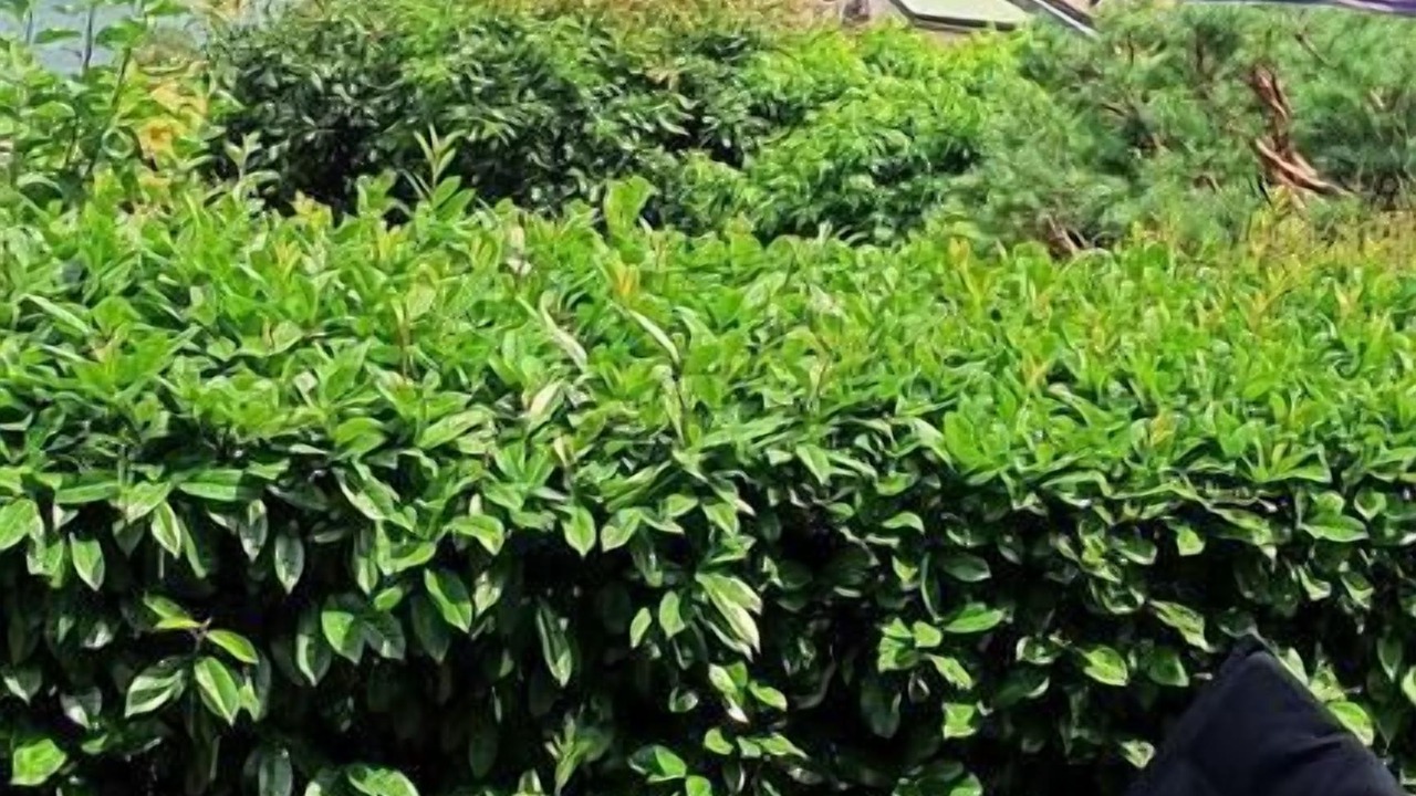 Photo of Outdoor in Porto Ceresio