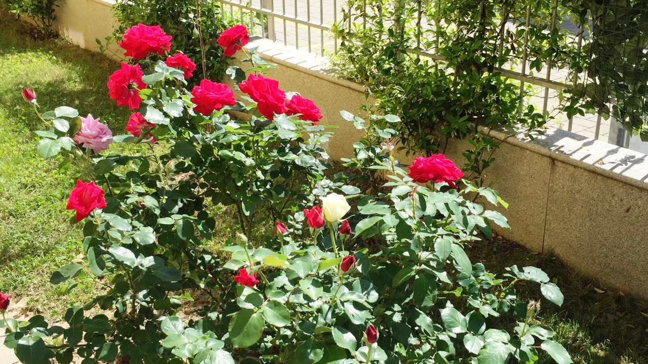 Photo of Outdoor in Cornaredo