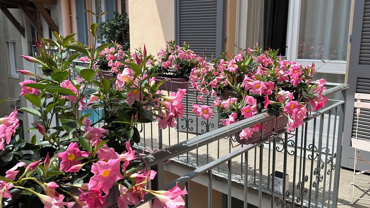 Photo of Outdoor in Crema
