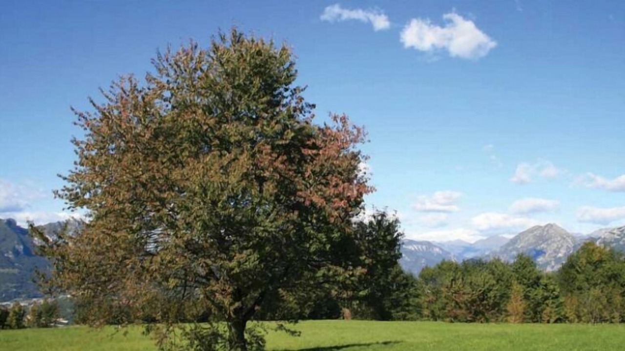 Photo of Outdoor in Galbiate