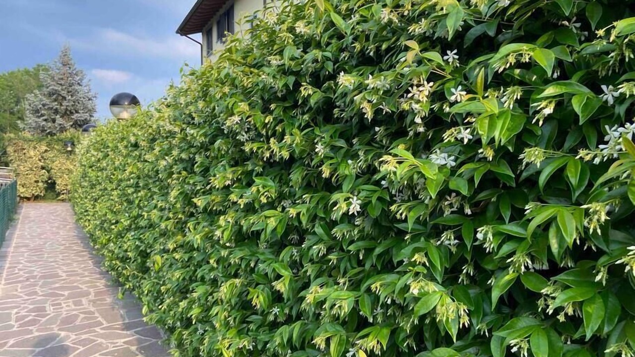 Photo of Outdoor in Zanica