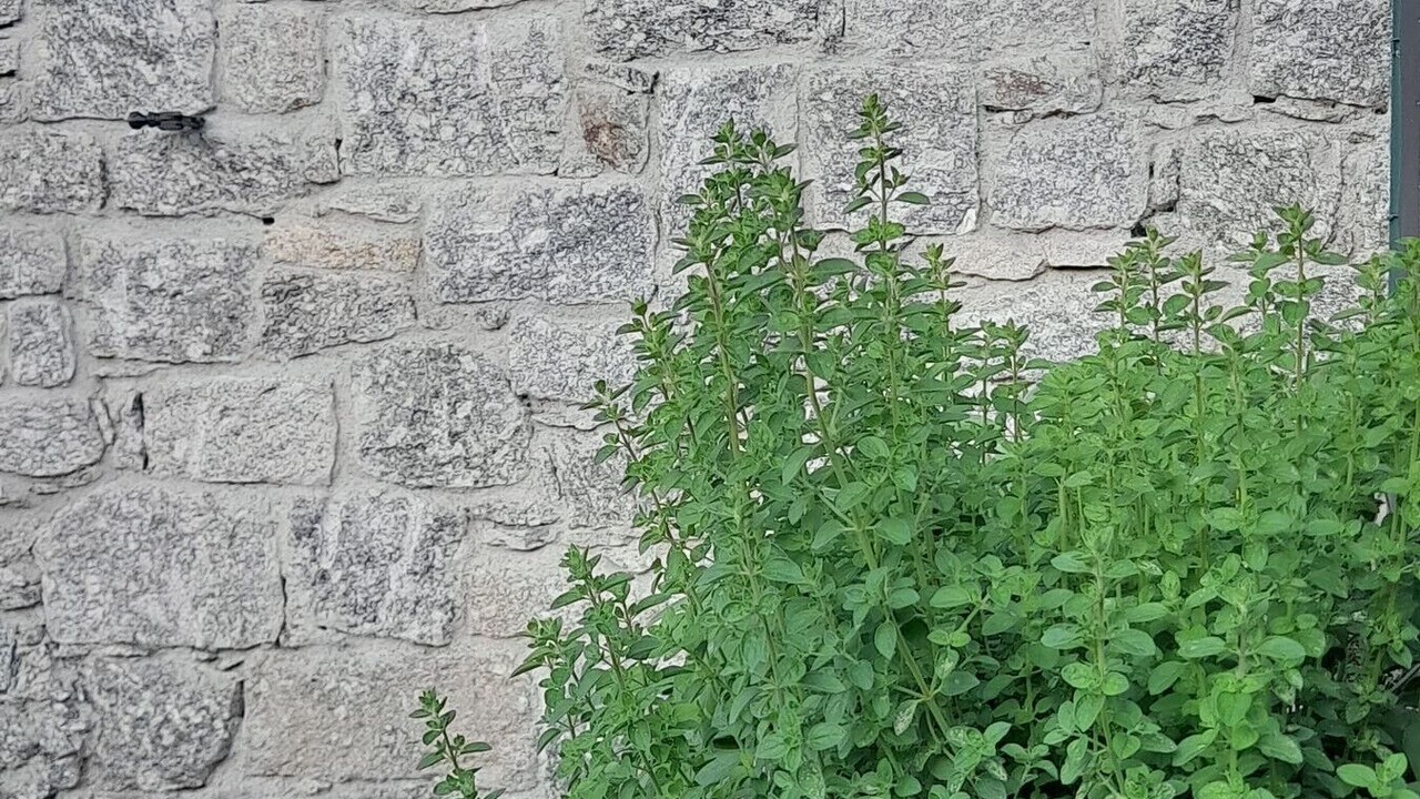Photo of Outdoor in Verceia