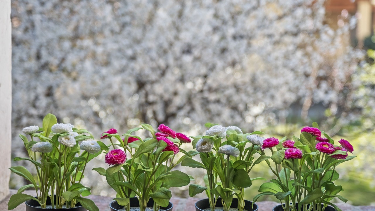 Photo of Outdoor in Iseo