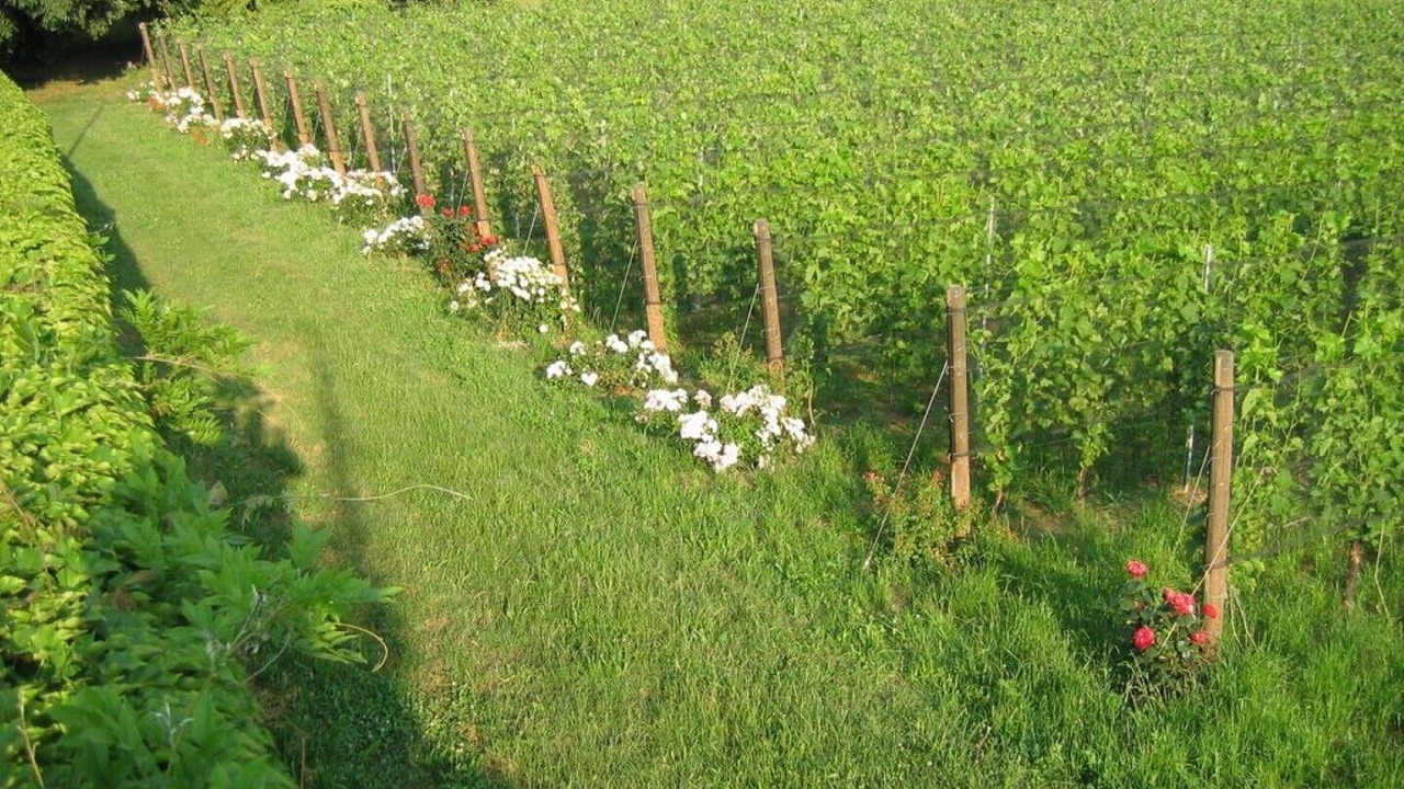 Photo of Outdoor in Portese