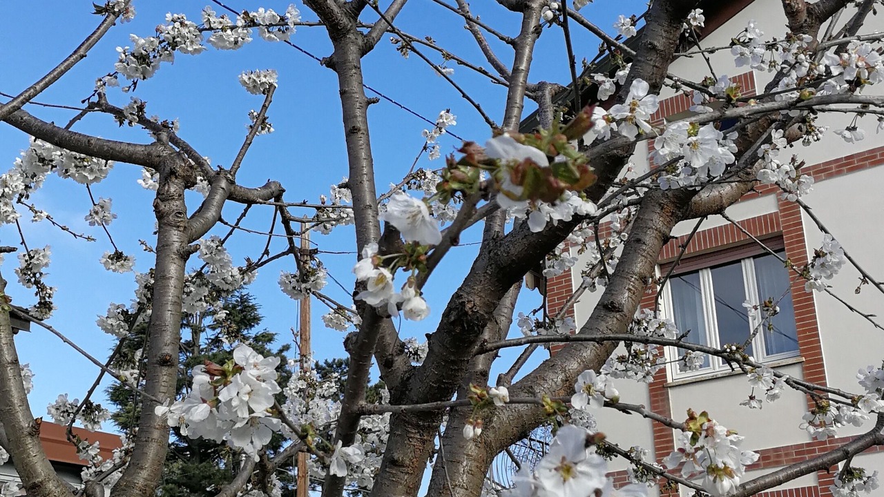 Photo of Outdoor in Albiolo