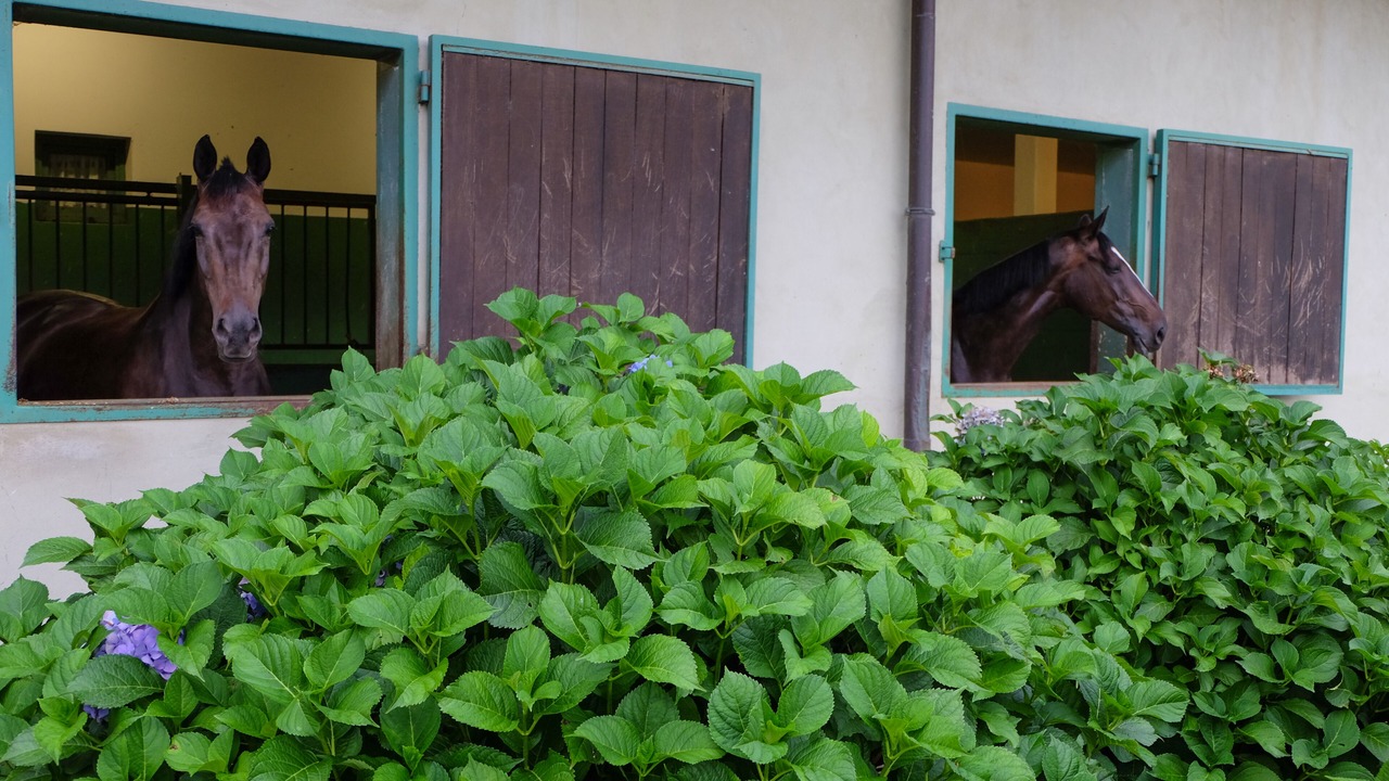 Photo of Outdoor in Somma Lombardo