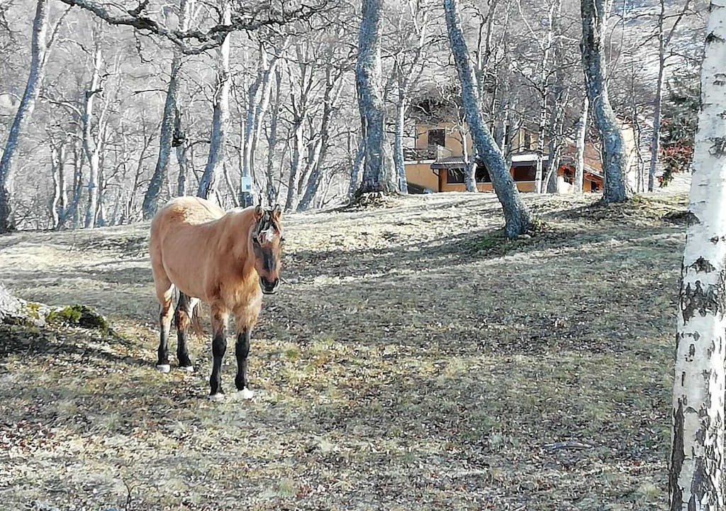 Photo of Others in Pian delle Betulle