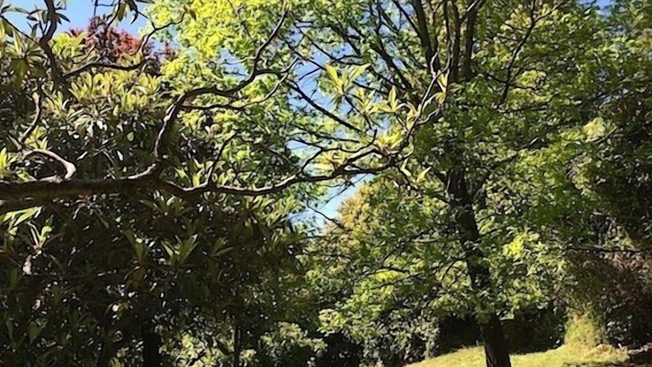 Photo of Outdoor in Cadenabbia