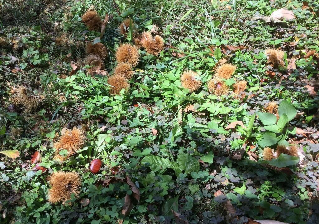 Photo of Outdoor in Pisogne