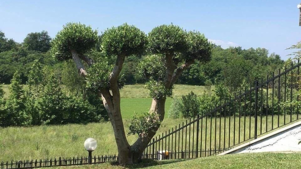 Photo of Outdoor in Pozzolengo