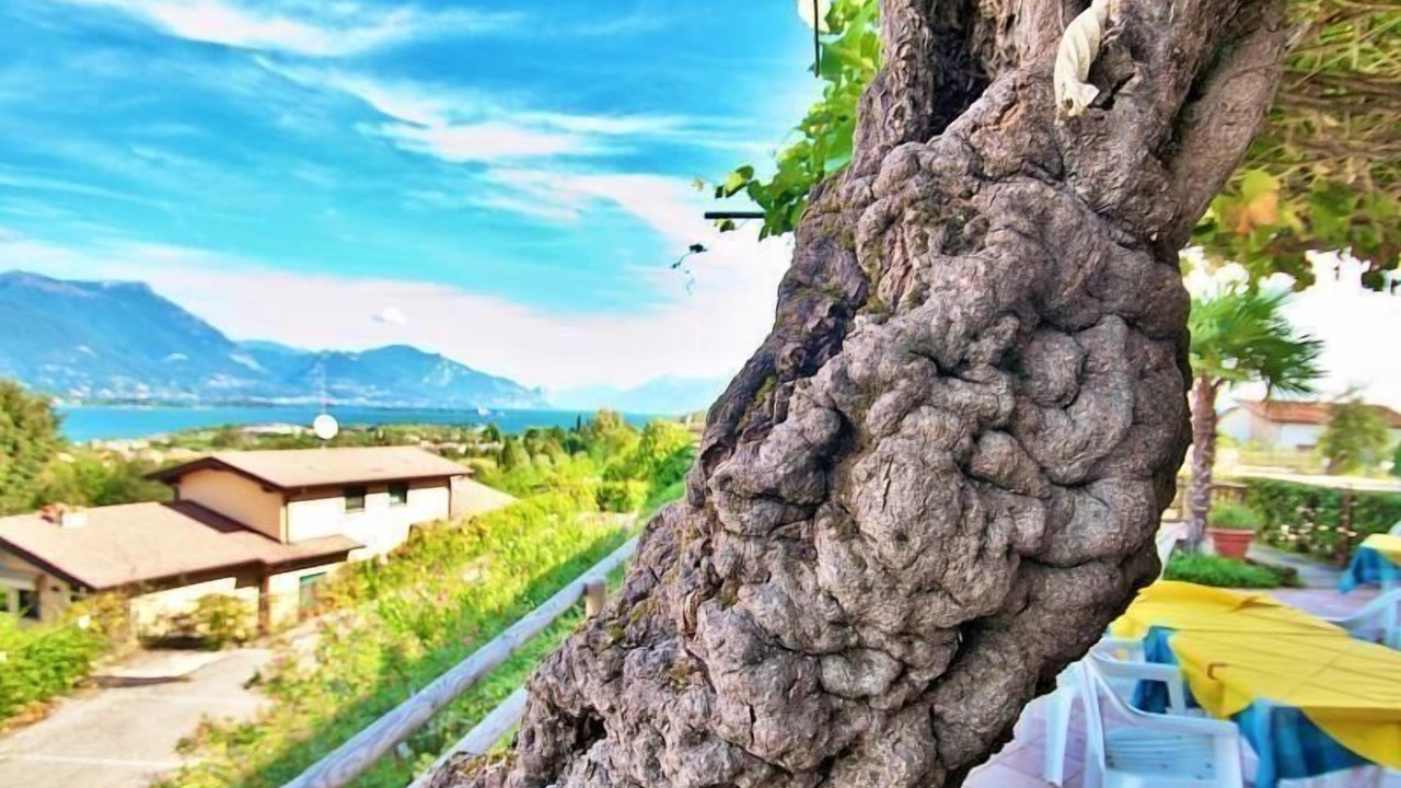 Photo of Outdoor in Manerba del Garda