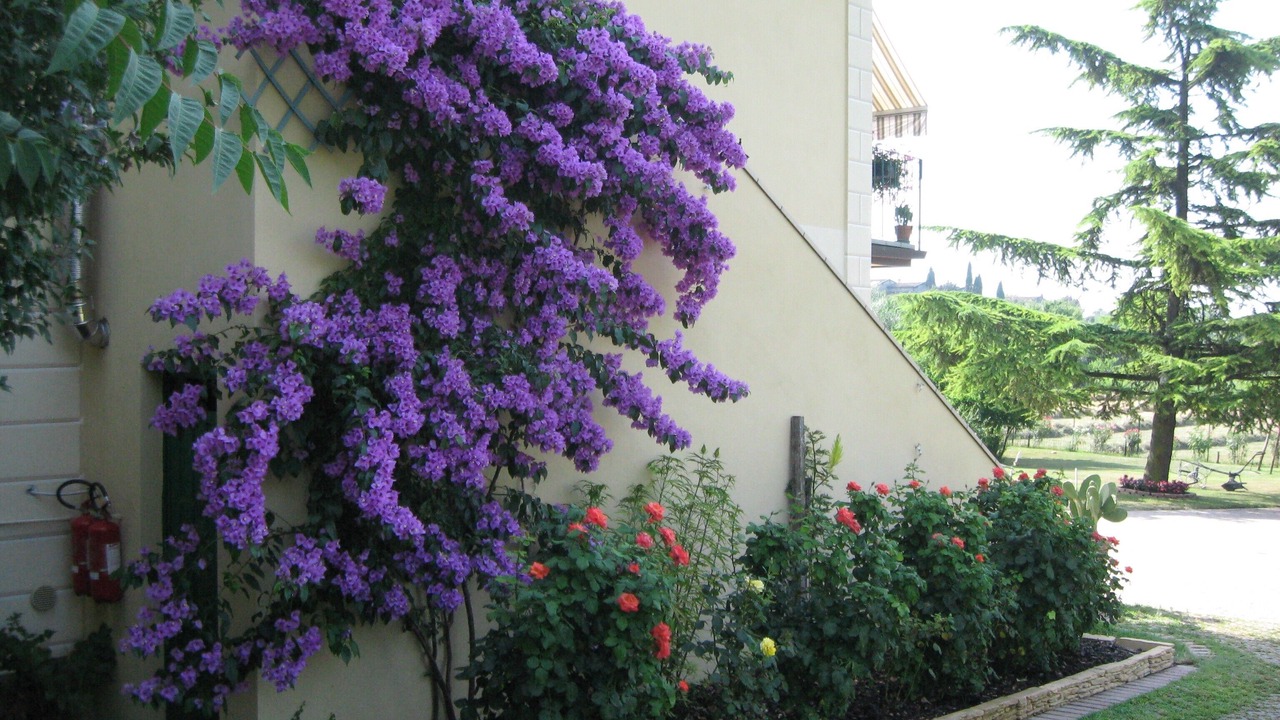 Photo of Outdoor in Roe Volciano
