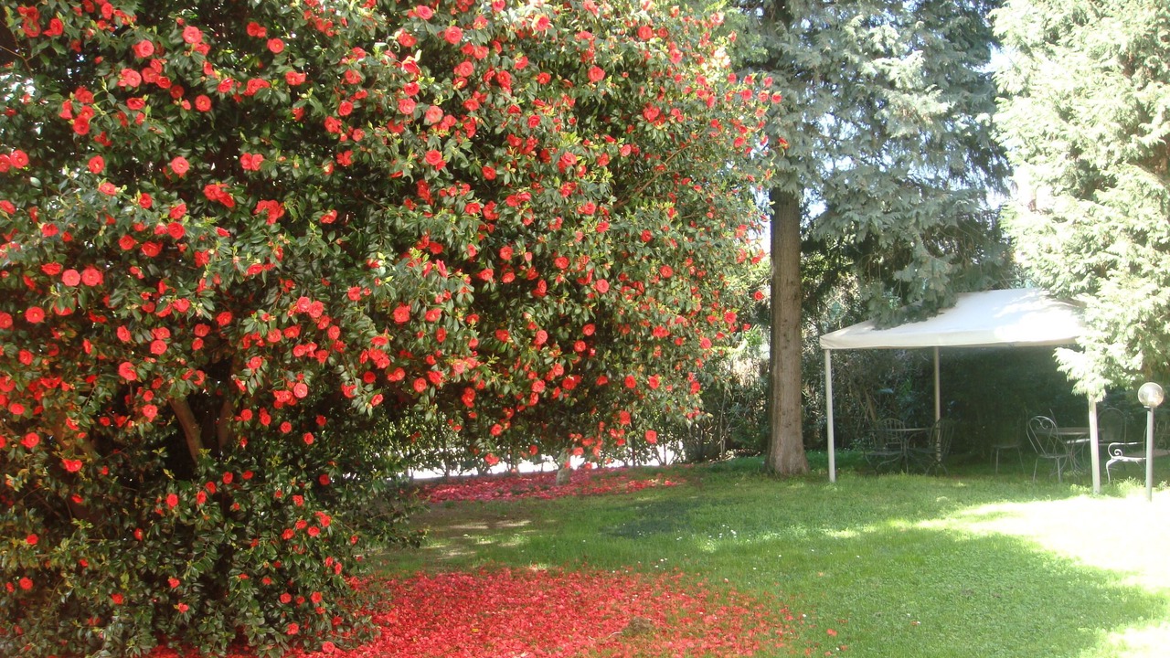 Photo of Outdoor in Maccagno