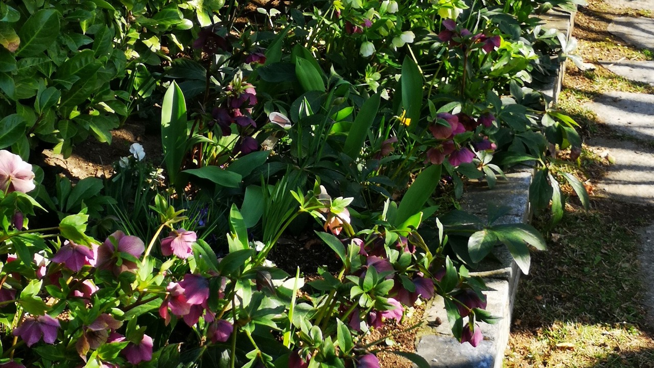 Photo of Outdoor in Brunate