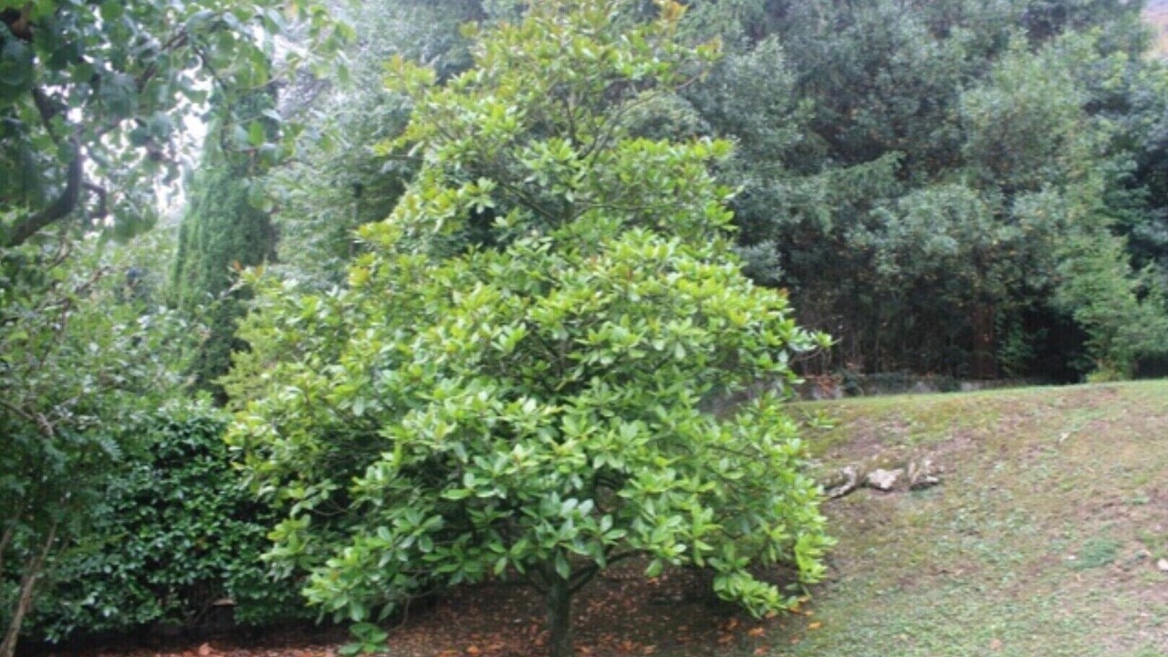 Photo of Outdoor in Oliveto Lario