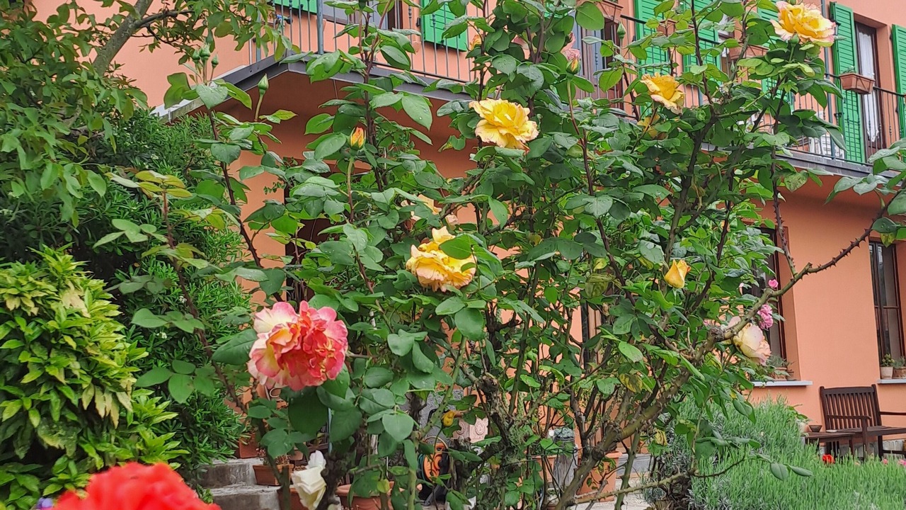 Photo of Outdoor in Lierna