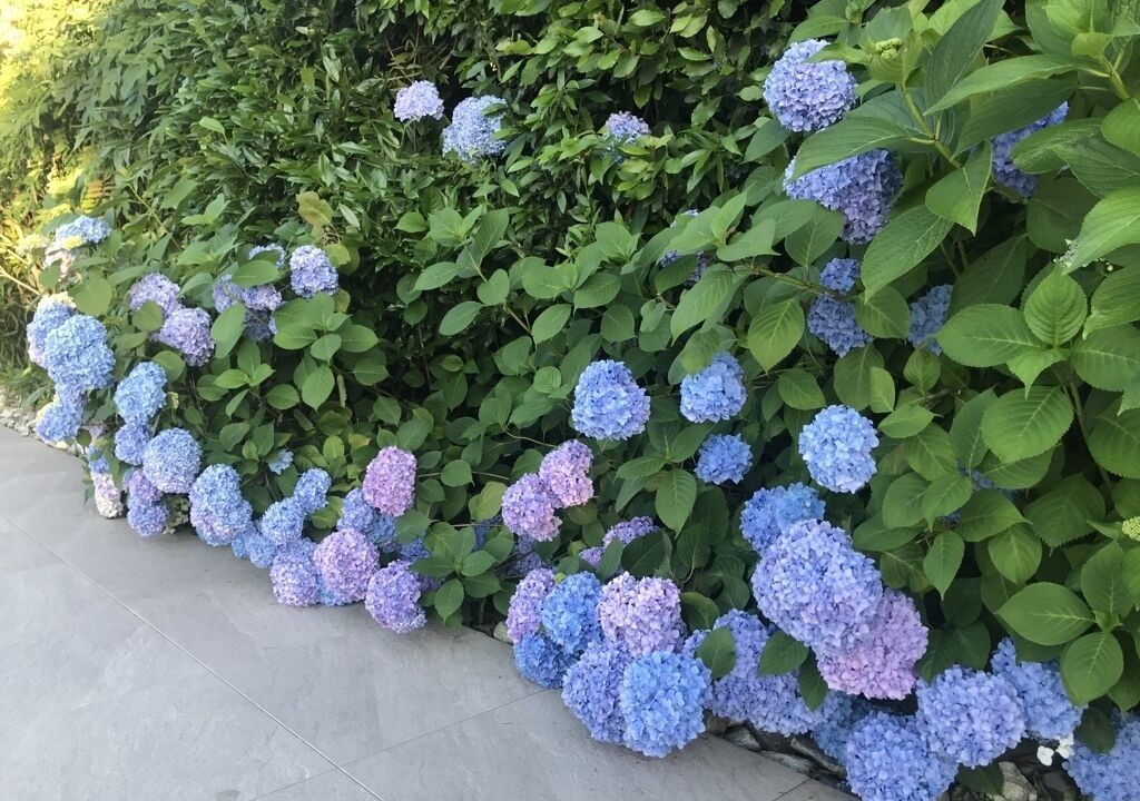 Photo of Outdoor in Laveno Mombello
