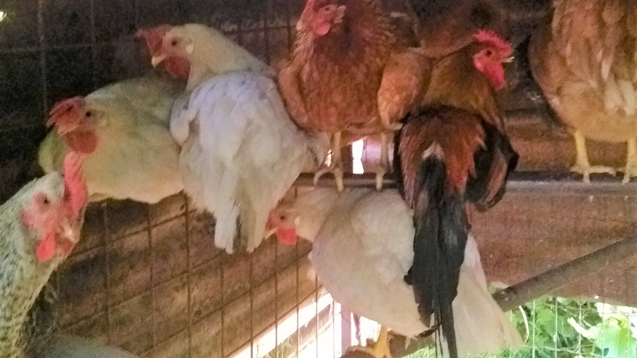 Photo of Others in Volta Mantovana