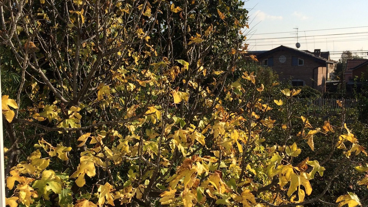 Photo of Outdoor in Rho